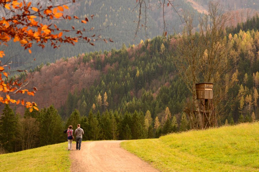 Urlaub am Bauernhof in Schaureith in Lunz am See